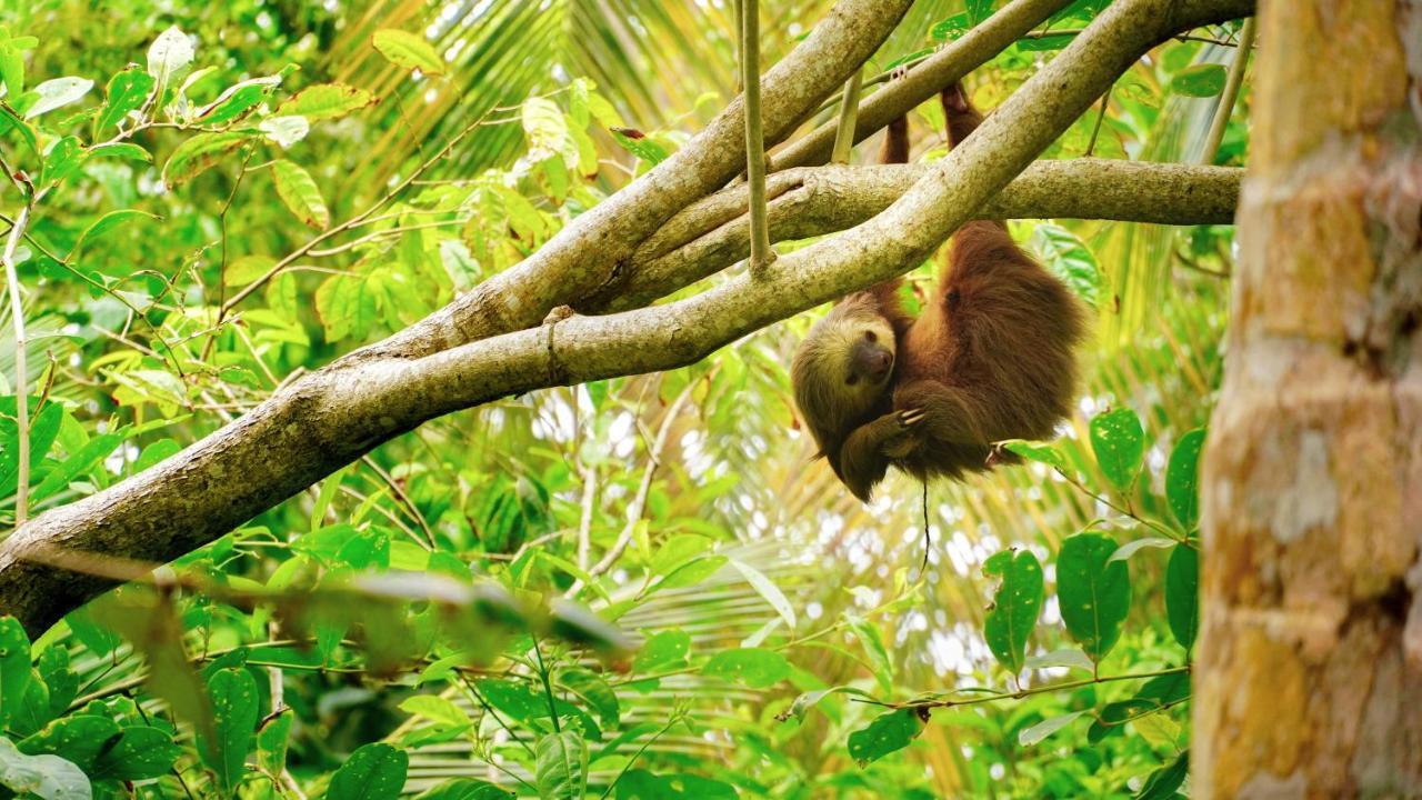 Posada Nena Caribe Puerto Viejo de Talamanca Eksteriør billede