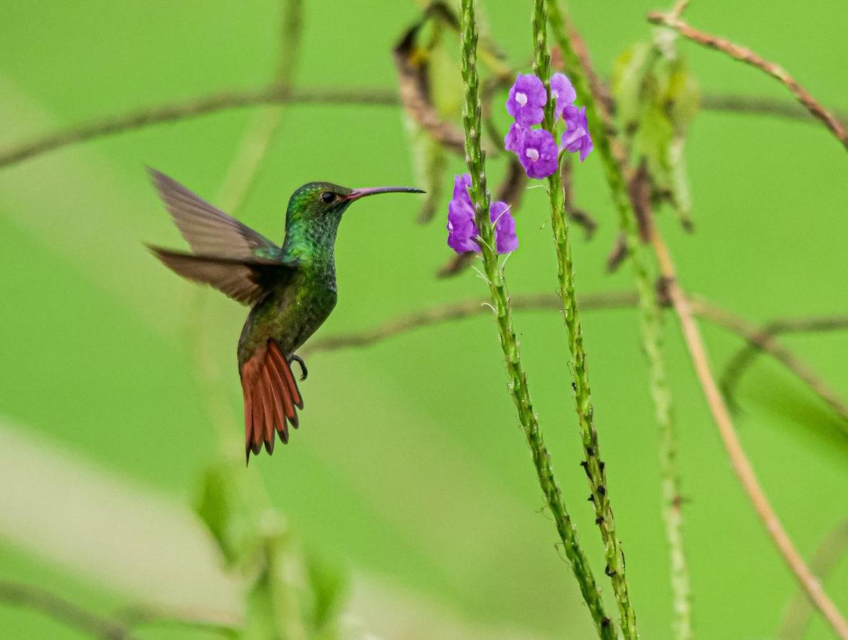Posada Nena Caribe Puerto Viejo de Talamanca Eksteriør billede