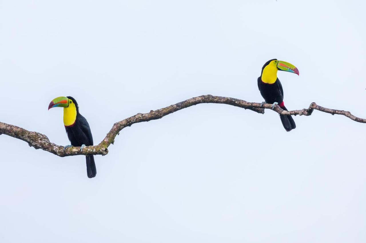 Posada Nena Caribe Puerto Viejo de Talamanca Eksteriør billede