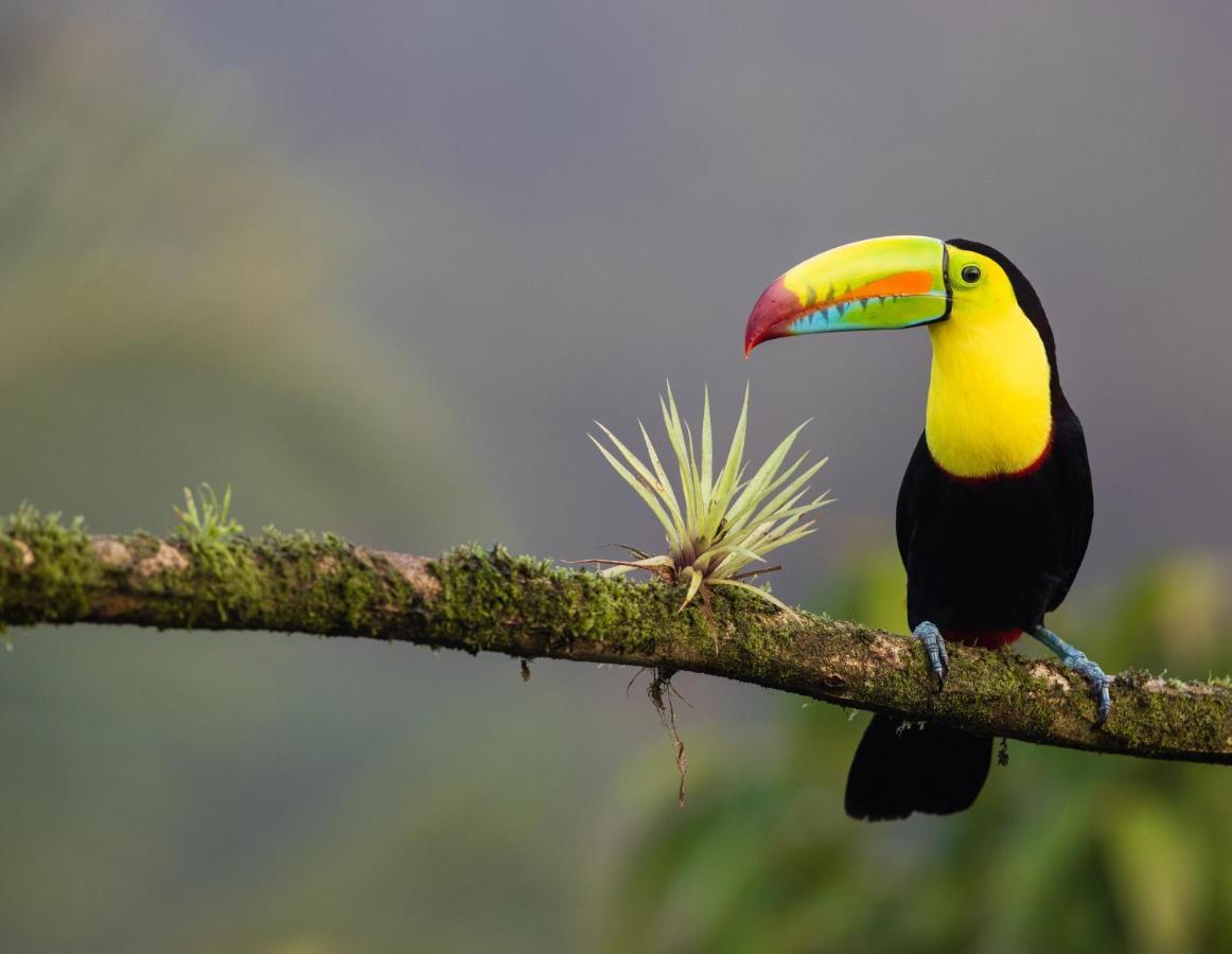 Posada Nena Caribe Puerto Viejo de Talamanca Eksteriør billede